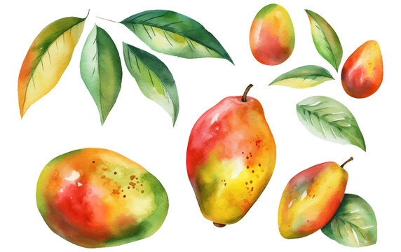 set vector watercolor illustration of ripe mango or plum isolated on white background Generative AI