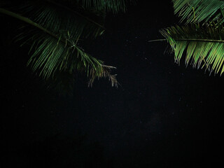 palm tree in the night and the night sky full of stars