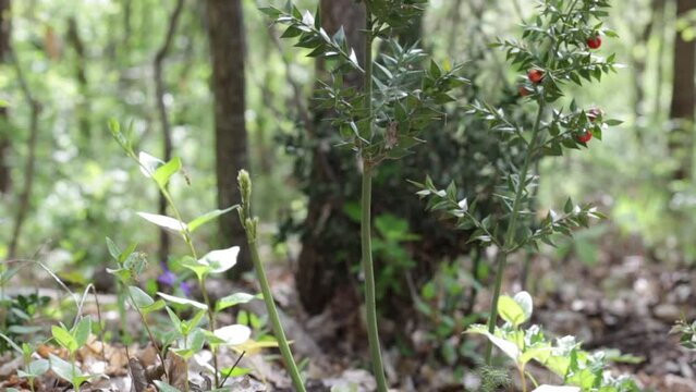 Close up of a woman that takes the fresh sprout of Ruscus aculeatus known as a butcher with red berries (pungitopo). Ruscus Aculeatus fresh sprouts