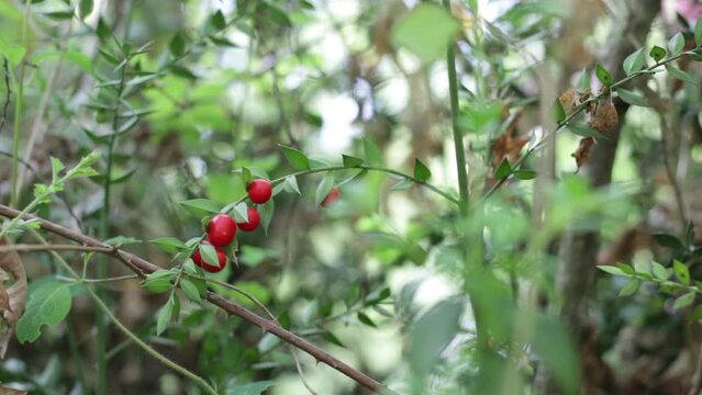 Close up of Ruscus aculeatus known as a butcher with red berries or pungitopo.