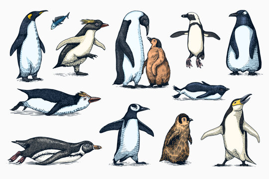 Emperor penguin and cute baby. Adult with juveniles. Small family set. Vector graphics black and white drawing. Hand drawn sketch. Group of aquatic flightless birds. African and Gentoo Generative AI