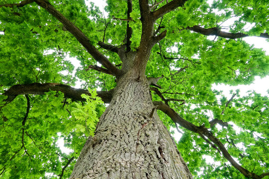 Oak tree perspective trunk branches leaf panorama detail nature natural