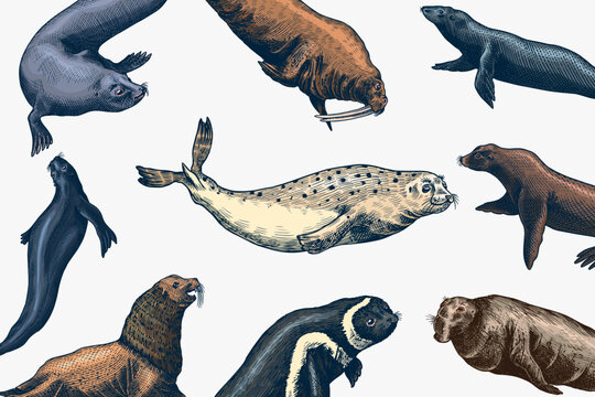 Fur seal, steller sea lion and walrus, ribbon and elephant, earless and harbor seal. Marine creatures, nautical animal or pinnipeds. Vintage retro signs. Doodle style. Hand drawn Generative AI