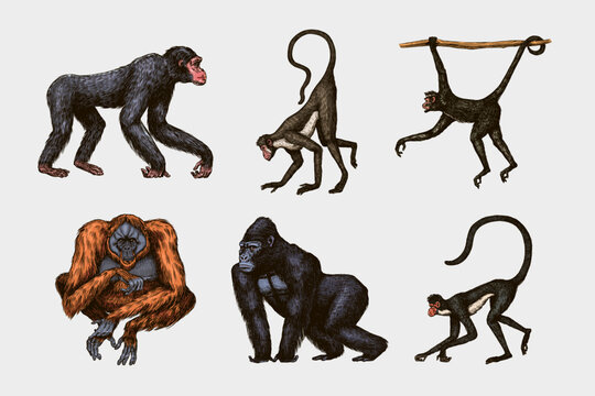 Bonobo or chimpanzee, Western gorilla , Orangutan in vintage style. Colombian capuchin Proboscis monkey. Spider monkey or Southern muriqui . Hand drawn engraved sketch in woodcut style. Generative AI