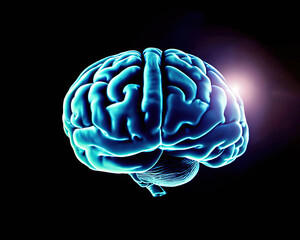 Photo concept of human intelligence human brain