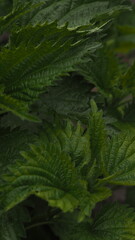 Photo of young nettles in the garden in spring, flowering.