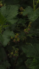 Photo of a young currant in the garden in spring, flowering.