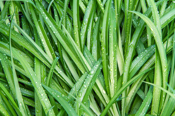 Fototapeta na wymiar Wet grass. Leaves of plants with raindrops. The texture of the grass.