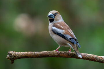 Beautiful Hawfinch (Coccothraustes coccothraustes) on a branch in the forest of Noord Brabant in the Netherlands.                                                                             