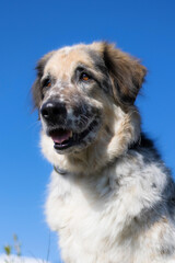 Big fluffy dog portrait, blue sky