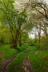 Road in spring forest