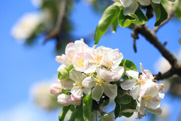 Blooming apple tree in the spring garden. Natural texture of flowering. Close up of white flowers on a tree. Against the blue sky