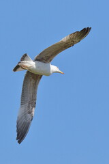 volo