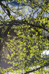 Fresh young green leaves on a branch in the spring forest. Spring, spring awakening of nature.