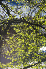 Fresh young green leaves on a branch in the spring forest. Spring, spring awakening of nature.