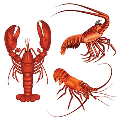 Lobster Shrimp Seafood Animal Sea Vector Illustration