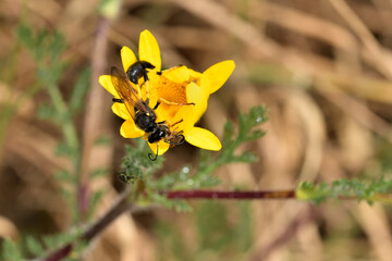 avispa del barro de patas amarillas depredando una araña cangrejo  (Sceliphron caementarium)