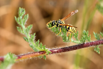 avispa de papel europea (polistes dominula) sobre un tallo verde