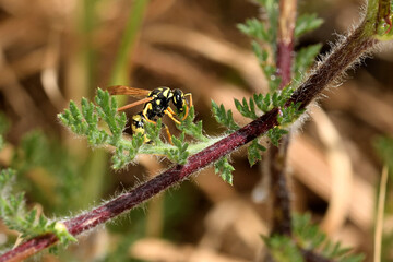 avispa de papel europea (polistes dominula) sobre un tallo verde