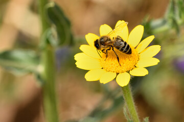 abeja melífera libando en una flor amarilla (Apis mellifera)
