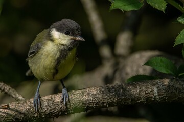 Parus major juv