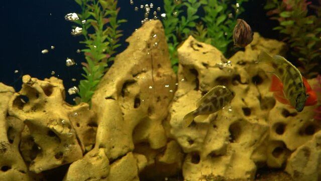 Colourfull fishes in the aquarium. Domestic fish swims. A pet. Underwater world at home.