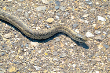 Side view of a western terrestrial garter snake Thamnophis elegans a western North American species of colubrid snake.