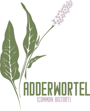 Adderwortel plant in vector silhouette. Polygonum bistorta medicinal herb outline. Set of vector image of Bistorte flowers in color for medicine and botany. Common Bistort in contour and color