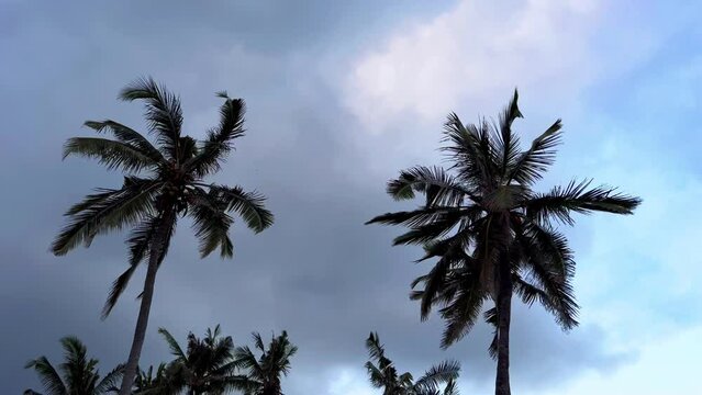 Peaceful dark silhouettes of palm trees against stormy sky. Tranquil natural background of island paradise. Tropical storm in summer. Film grain pixel texture. Soft focus. Live camera. Generative AI