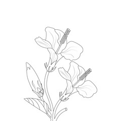  Hibiscus Flower Coloring Page Doodle Style Illustration Line Art Vector