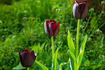 Three purple tulips in the garden in the morning sun...green garden background...black tulips inn the garden...