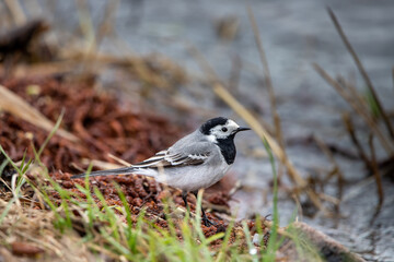 white wagtail
