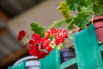 red flowers in a pot