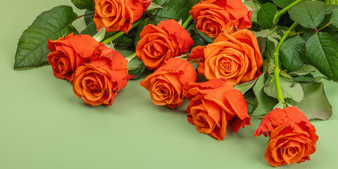 Bouquet of fresh bright roses on trendy green background. Romantic gift concept, greeting card