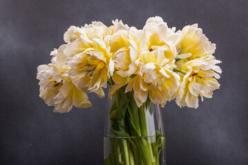 Bouquet of fresh pink tulips on white wooden background. Festive concept for Mother's Day