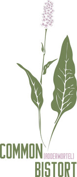 Common Bistort plant in vector silhouette. Polygonum bistorta medicinal herb outline. Set of vector image of Bistorte flowers in color for medicine and botany. Adderwortel in contour and color