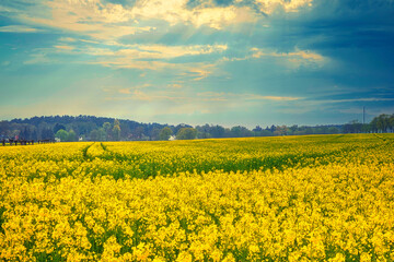 Obraz premium Rapsfeld
