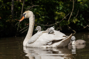 The mute swan (Cygnus olor) is a species of swan and a member of the waterfowl family Anatidae. 
