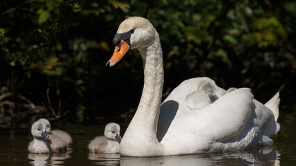 Obraz premium The mute swan (Cygnus olor) is a species of swan and a member of the waterfowl family Anatidae. 