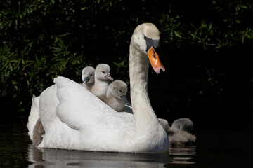 Obraz premium The mute swan (Cygnus olor) is a species of swan and a member of the waterfowl family Anatidae. 