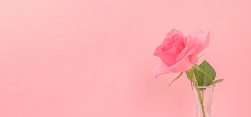 A rose in the vase on pink background. ピンク背景上の花瓶に入ったバラ