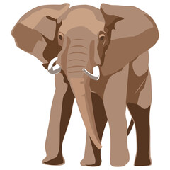 Wild Elephant in transparent png  