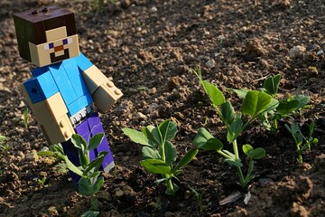 Obraz premium LEGO Minecraft large figure of Alex is happy above as he found spring pea (pisum sativum) sprouts in freshly cultivated garden bed, late afternoon sunshine.