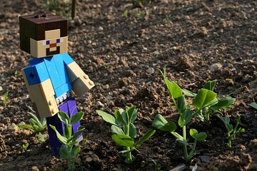 Obraz premium LEGO Minecraft large figure of main character Steve is checking spring pea (pisum sativum) sprouts in freshly cultivated garden bed, late afternoon sunshine.