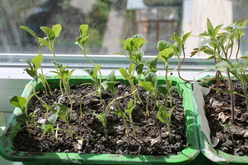 Young green sprouts of vegetable seedlings
