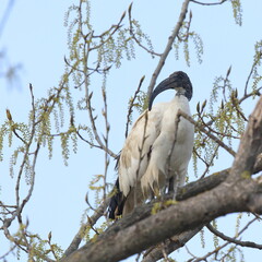 ibis sacro