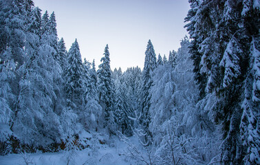 After the big snow the big cold covers the forests