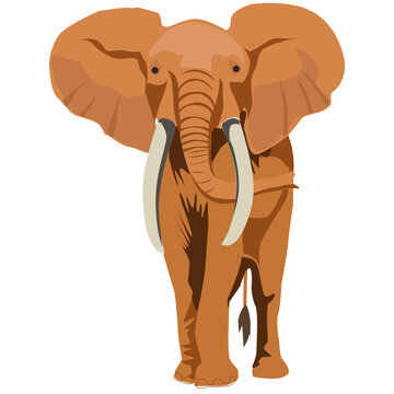 Wild Elephant in transparent png  