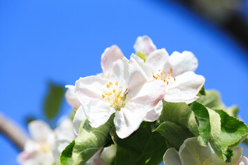 Blooming apple tree in the spring garden. Natural texture of flowering. Close up of white flowers on a tree. Against the blue sky