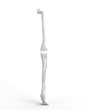 Bone anatomy skeleton body part human medical health care pain biology science arthritis x-ray injury leg disease white color orthopedic knee foot muscle physical person spine ache hospital femur 